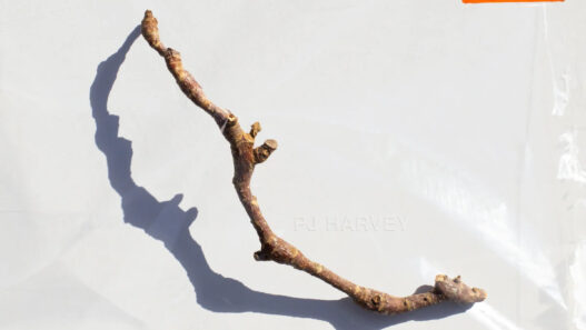 pj-harvey-inside-old-year-Dying-cover